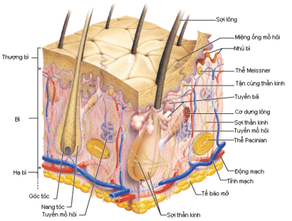 Sẹo lồi là gì? 1